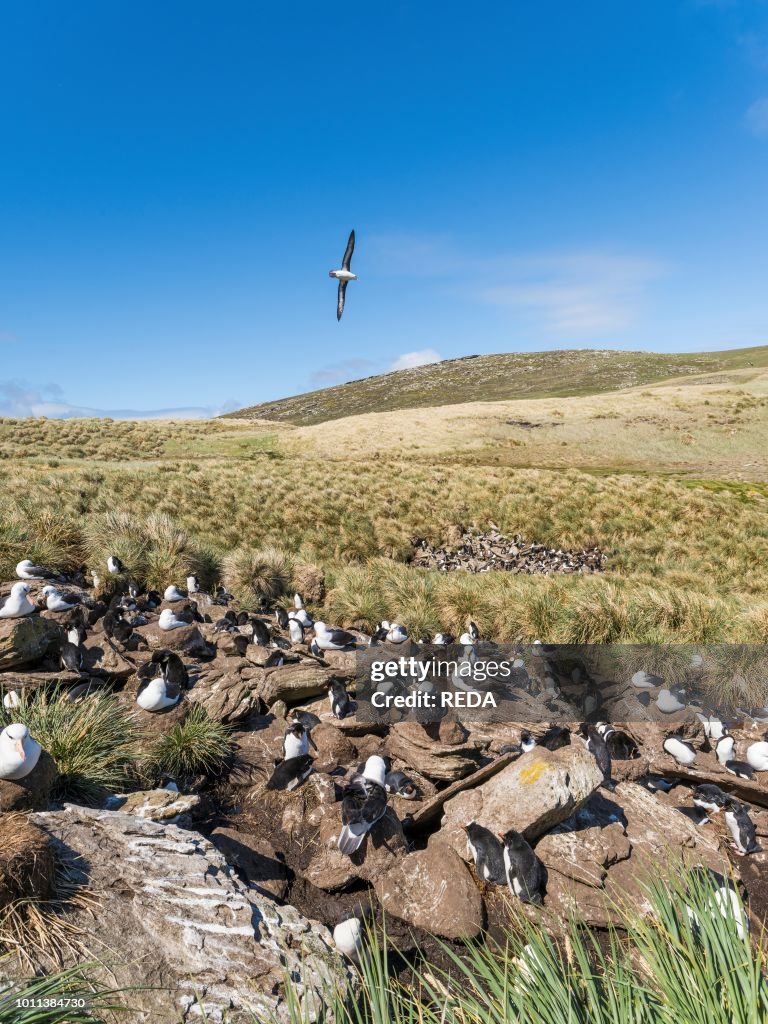 Black-browed albatross.
