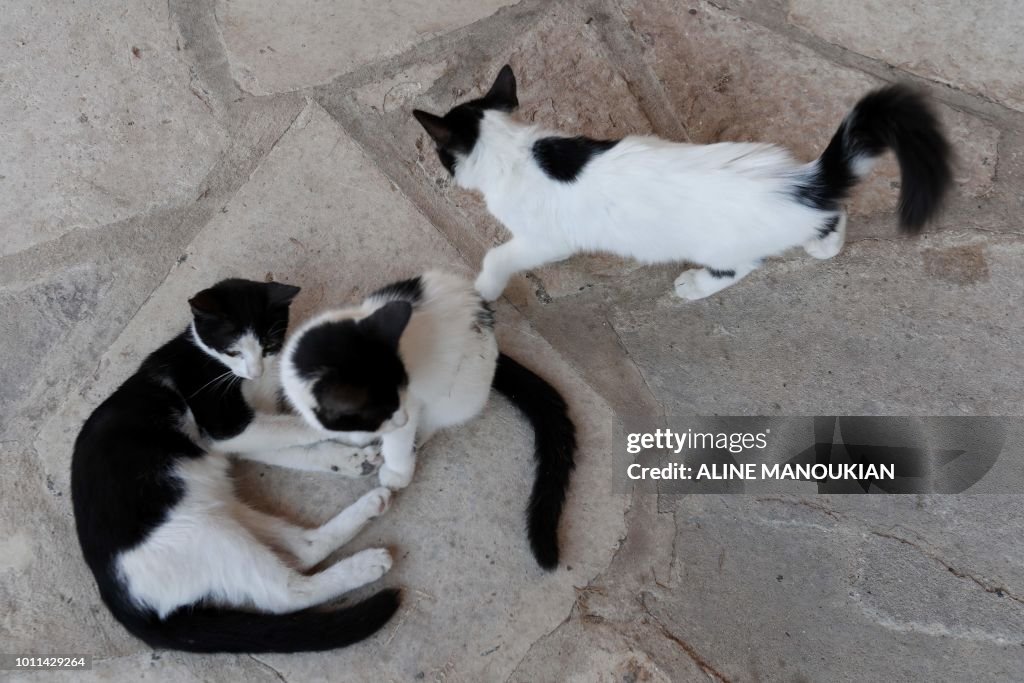 CYPRUS-ANIMAL-CAT-DAY