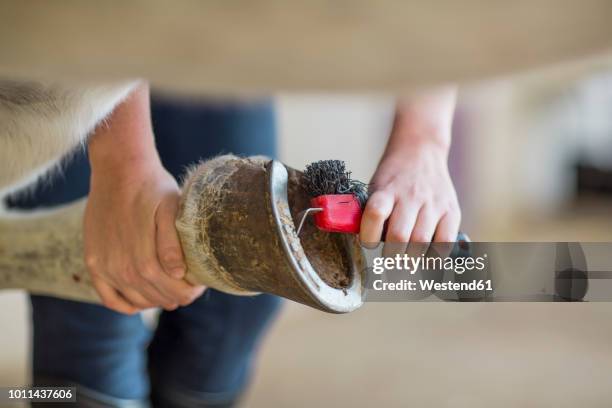 close-up of woman cleaning hoof of a horse - horse hoof stock pictures, royalty-free photos & images