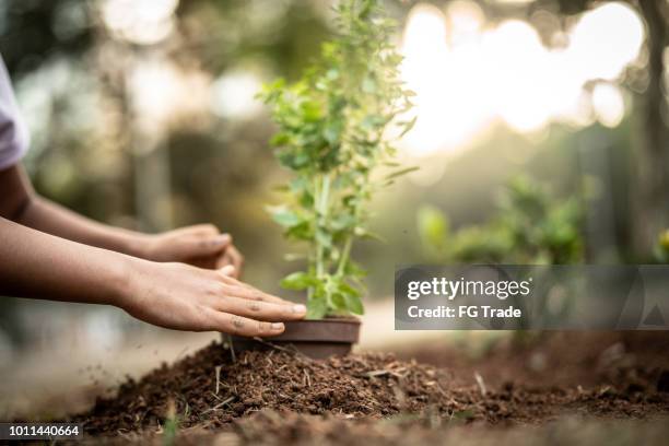 schattig meisje aanplant van jonge boom op zwarte aarde als wereld concept opslaan - jong boompje stockfoto's en -beelden