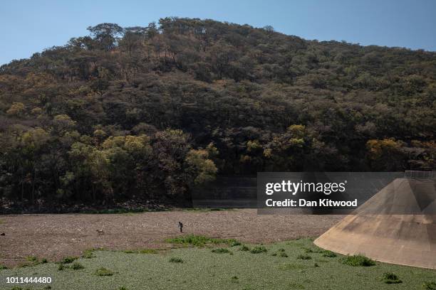 Man pulls a goat from the river bed that appears solid, but is made up of rotton Water Hyacinth at Lake Chivero on August 5, 2018 in Harare,...