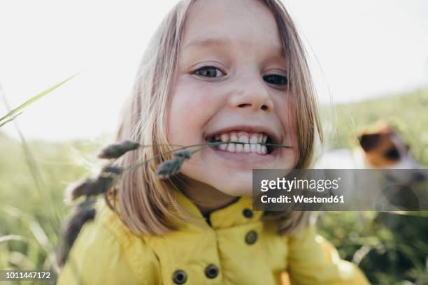 portrait of little girl on a meadow holding blade of grass with her teeth - animal teeth fotografías e imágenes de stock