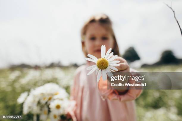 little girl holding picked chamomile, close-up - kid hand holding stock-fotos und bilder