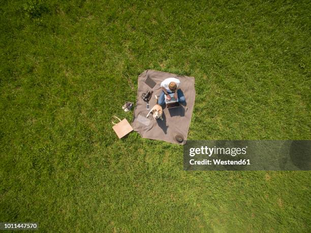 bird's eye view of woman sitting on blanket on meadow with dog using laptop - wiese von oben stock-fotos und bilder