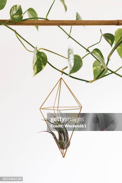 air plant in a pendant - air plant stock pictures, royalty-free photos & images