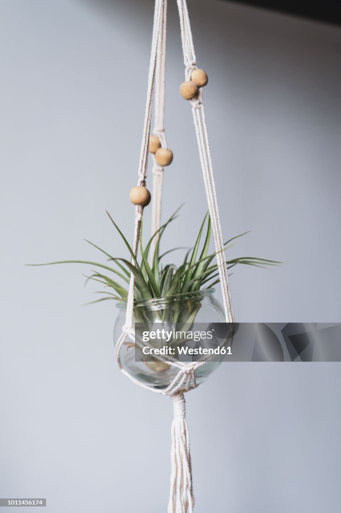 Air plant in glass