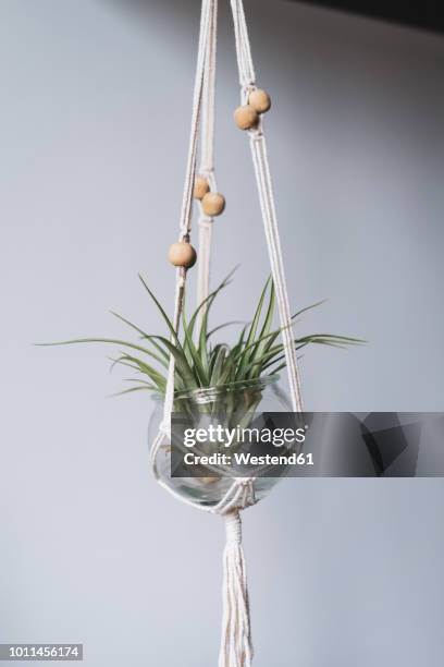 air plant in glass - hangers stockfoto's en -beelden