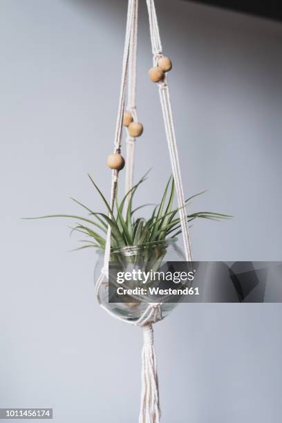 air plant in glass - pendant bildbanksfoton och bilder