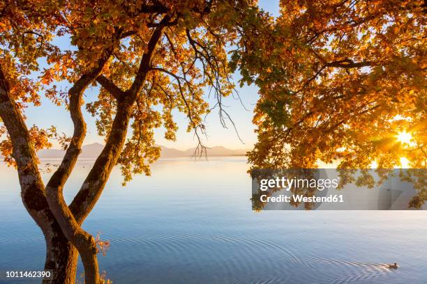 germany, bavaria, chiemsee, tree with autumn leaves against evening sun - lago chiemsee fotografías e imágenes de stock