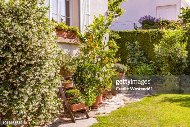 germany, stuttgart, potted plants in front of house - albero da frutto foto e immagini stock