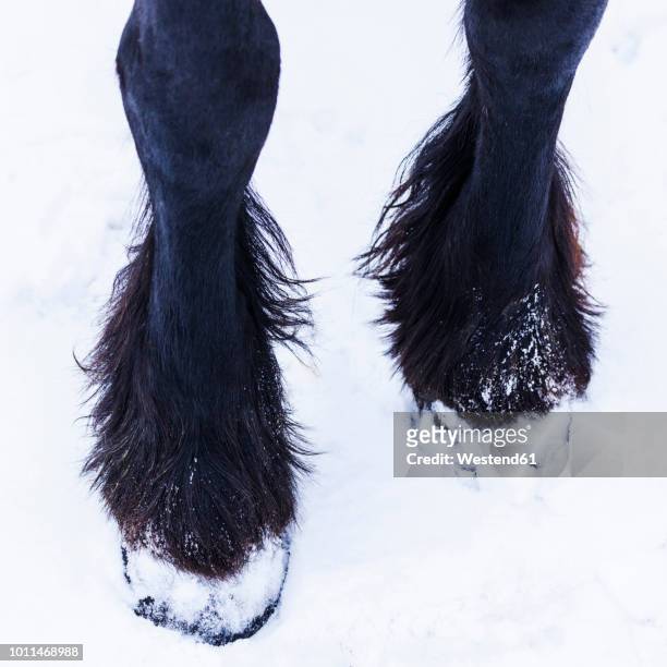 frisian horse in winter, hoof - horse hoof stock pictures, royalty-free photos & images