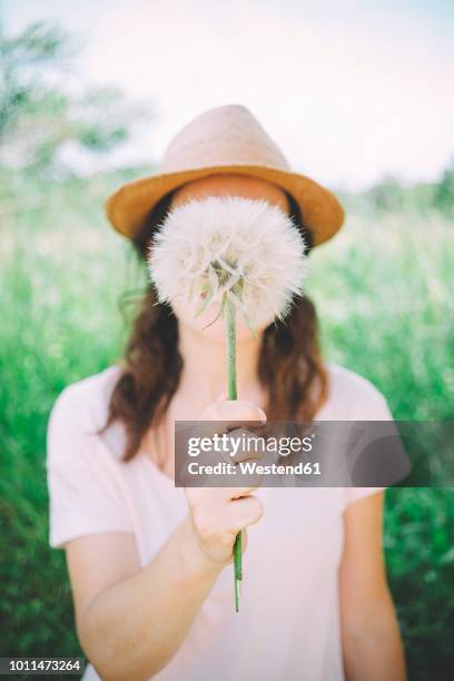 woman's hand holding blowball, close-up - löwenzahn samen stock-fotos und bilder