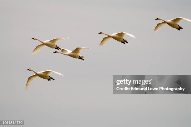 tundra swans in flight. - water bird photos et images de collection