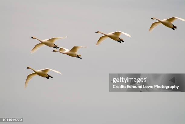 tundra swans in flight. - uccello acquatico foto e immagini stock