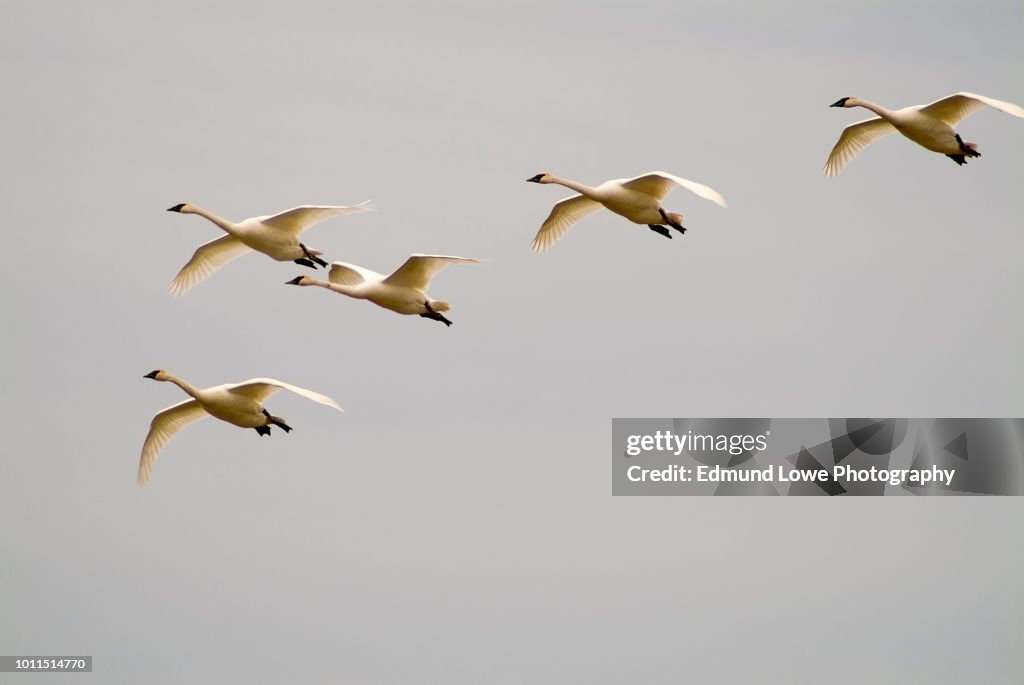 Tundra Swans in Flight.