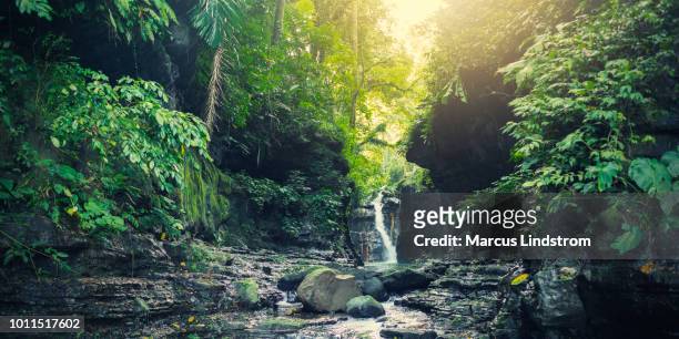 cachoeira na floresta tropical - luzon - fotografias e filmes do acervo