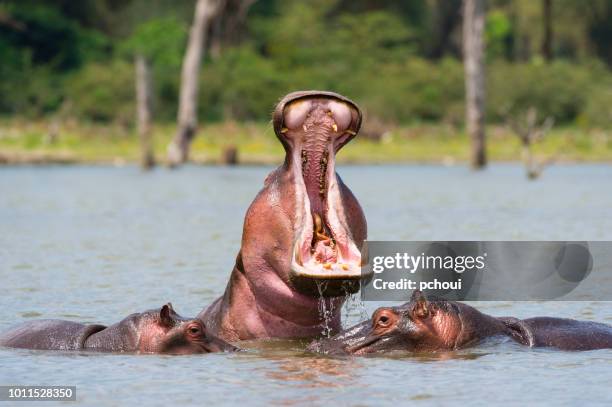 gueule d’hippopotame ouverte dans l’eau, l’afrique - hippo mouth open photos et images de collection