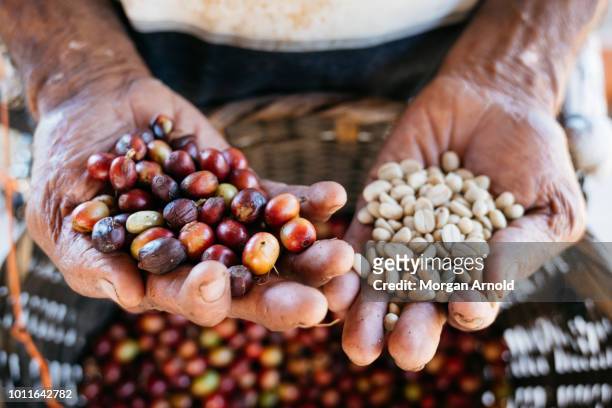 coffee in a farmer's hands - coffee farm stock pictures, royalty-free photos & images