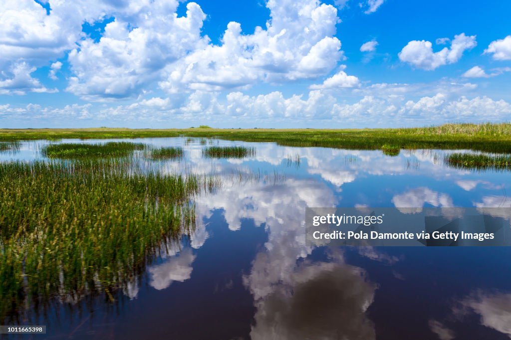 Everglades natural landscape