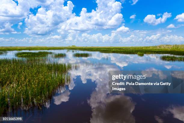 everglades natural landscape - lake reflection stock pictures, royalty-free photos & images