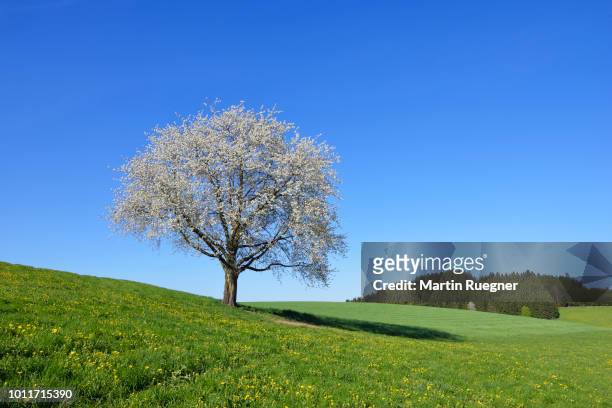 cherry tree in blossom in landscape, springtime. canton basel-landschaft, switzerland, europe - canton de bâle campagne photos et images de collection