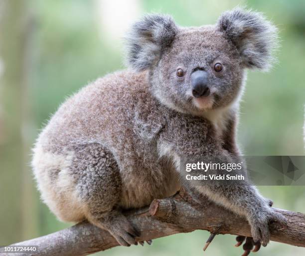 koala on a tree branch - koala stock pictures, royalty-free photos & images