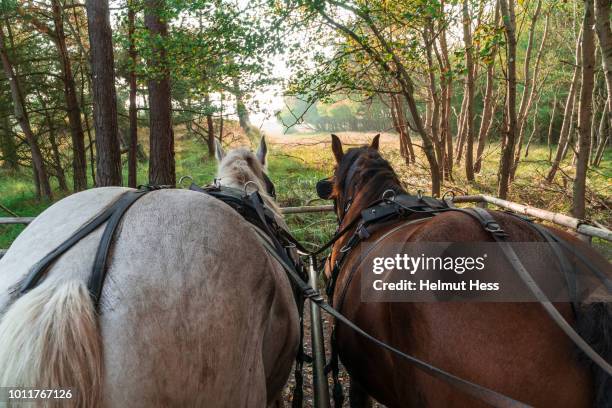 back of two horses in front of a carriage - horse carriage stock-fotos und bilder