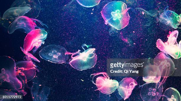 jellyfish - coral colored imagens e fotografias de stock