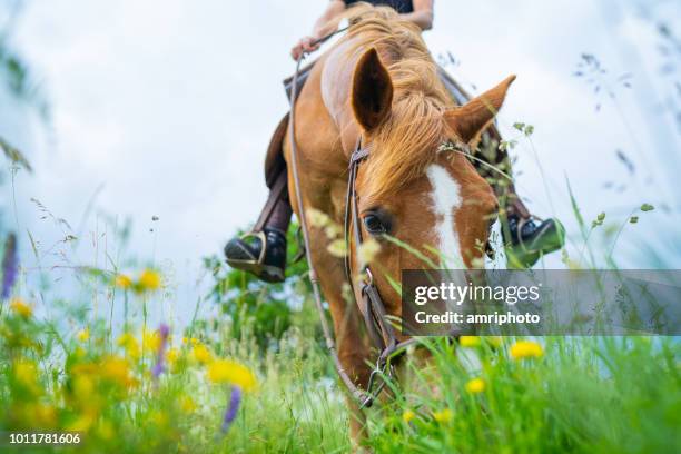 wochenende mit pferd im freien auf der wiese - horse grazing stock-fotos und bilder