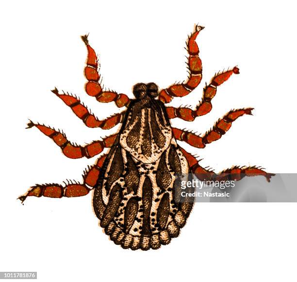 dermacentor, also known as the american levi tick, is a genus of ticks in the family ixodidae, the hard ticks - paralysis stock illustrations