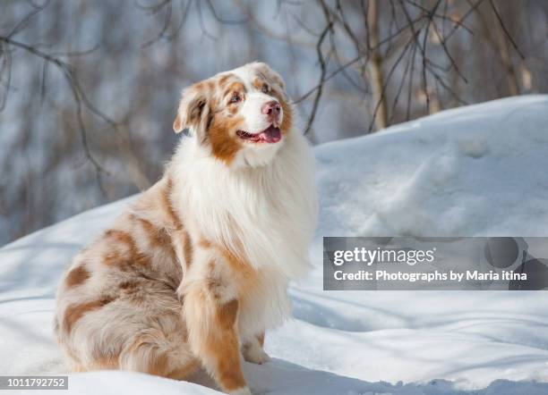 aussie dog on a snow - australische herder stockfoto's en -beelden