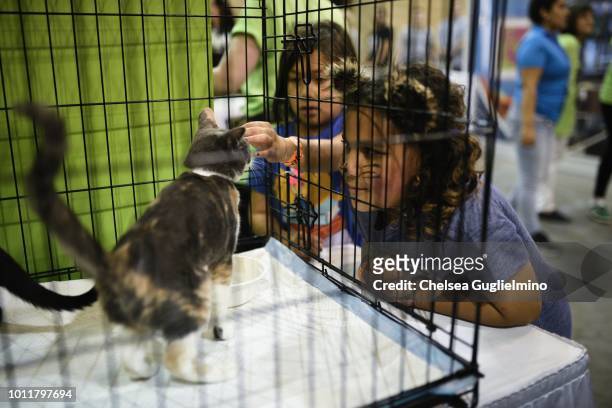 Attendees play with cats in the adoption center at CatCon Worldwide 2018 at Pasadena Convention Center on August 5, 2018 in Pasadena, California.