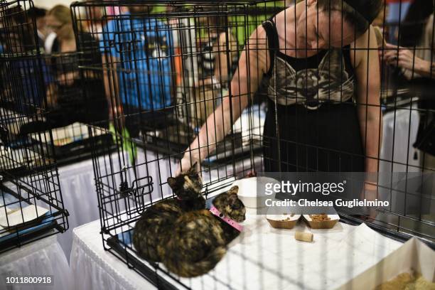 An attendee seen in the adoption center at CatCon Worldwide 2018 at Pasadena Convention Center on August 5, 2018 in Pasadena, California.