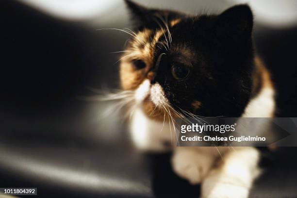 Pudge the Cat attends CatCon Worldwide 2018 at Pasadena Convention Center on August 5, 2018 in Pasadena, California.