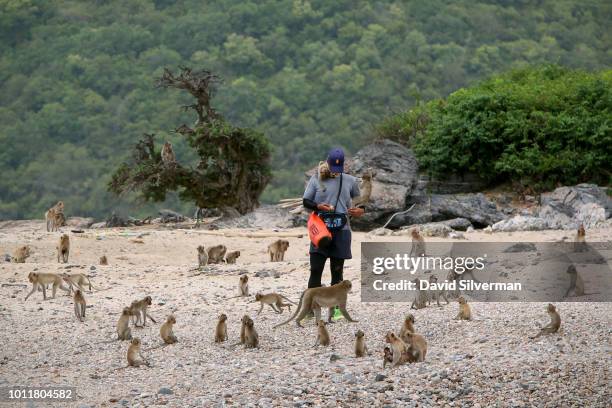 Royal Thai Naval sailor feeds the long-tailed macaques who inhabit Monkey Island on July 25, 2018 near Pattaya in the Gulf of Thailand. Officially...