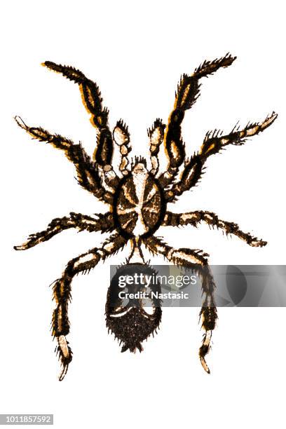 haplodrassus umbratilis - arachnophobia stock illustrations