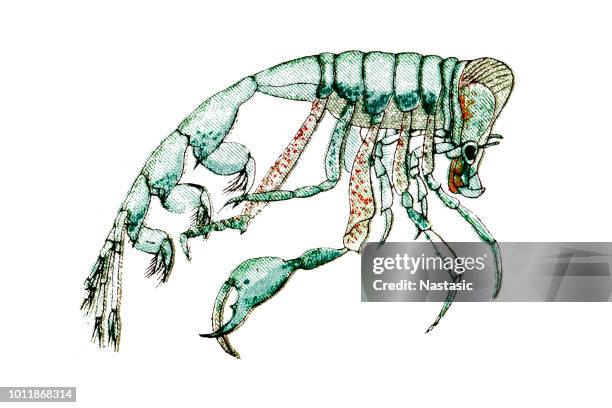 ilustrações, clipart, desenhos animados e ícones de phronima é um género de anfípodes de hyperiid mar pequeno e profundo da família phronimidae - palau