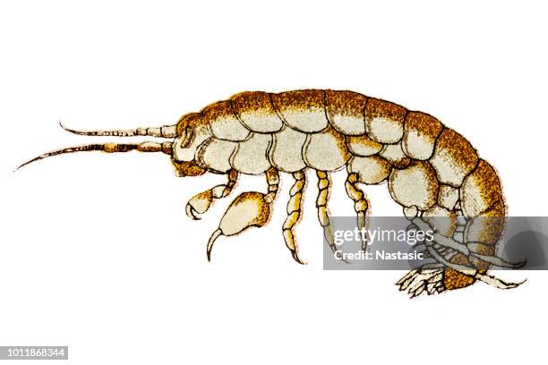 orchestia gammarellus is a species of amphipod in the family talitridae - ghost shrimp stock illustrations