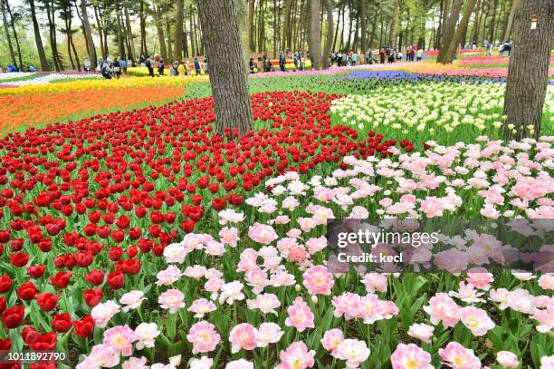 tulips landscape - hitachi seaside park stock pictures, royalty-free photos & images