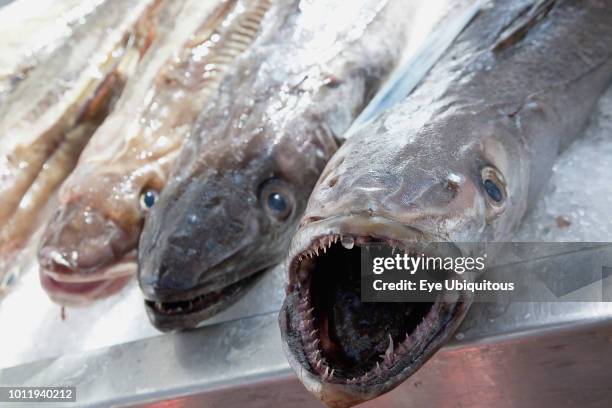 Cod Ice Fush 337 Cod Ice Fish Stock Photos, High-Res Pictures, and Images - Getty Images