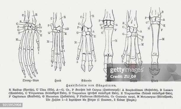 259 Monkey Anatomy Stock Photos High Res Pictures And Images Getty 259-monkey-anatomy-stock-photos-high-res-pictures-and-images-getty