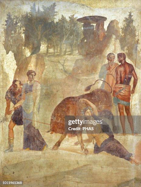 Roman fresco depicting Dirce tied to a bull by Amphion and Zeto to avenge his mother Antiope. First imperial era. House of the Grand Duke of Tuscany,...