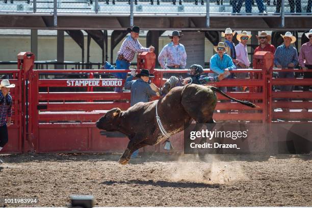 Angry Bull Riding 1,696 Angry Horse Stock Photos, High-Res Pictures, and Images - Getty ...