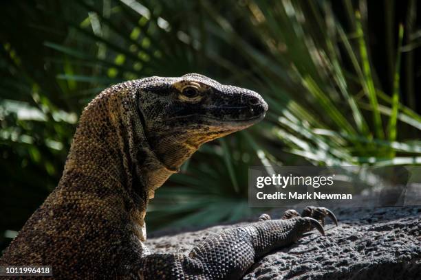 komodo dragon - komodo dragon stock pictures, royalty-free photos & images