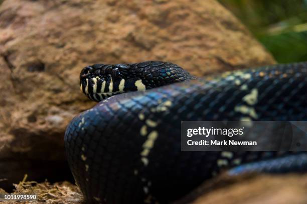Bowles's Python Boelens Python Photos and Premium High Res Pictures - Getty Images