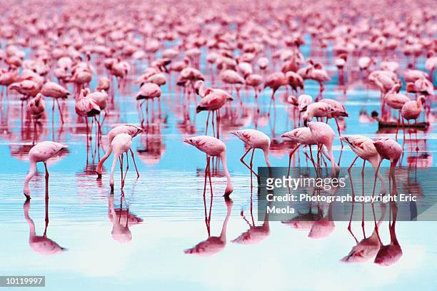 flamingo reflection - flamingos fotografías e imágenes de stock