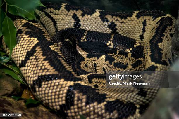 356 Bushmaster Stock Photos, High-Res Pictures, and Images - Getty Images