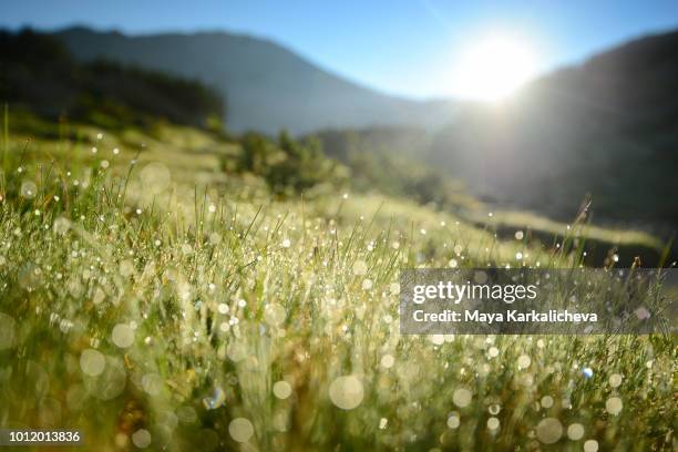 mountain dew, pirin mountain, bulgaria - dew stock pictures, royalty-free photos & images