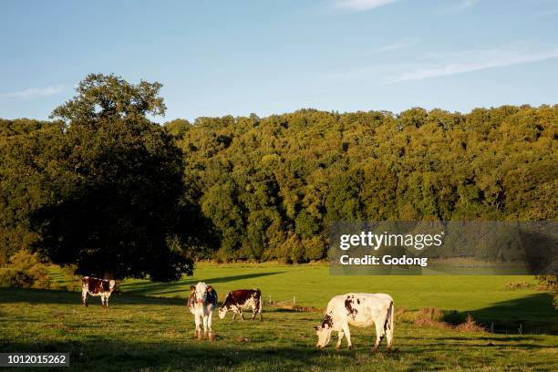 Grazing cows in Eure, France.