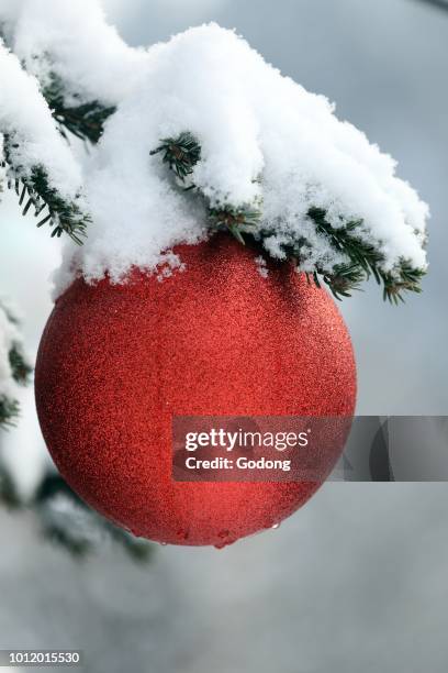 Christmas tree. France.